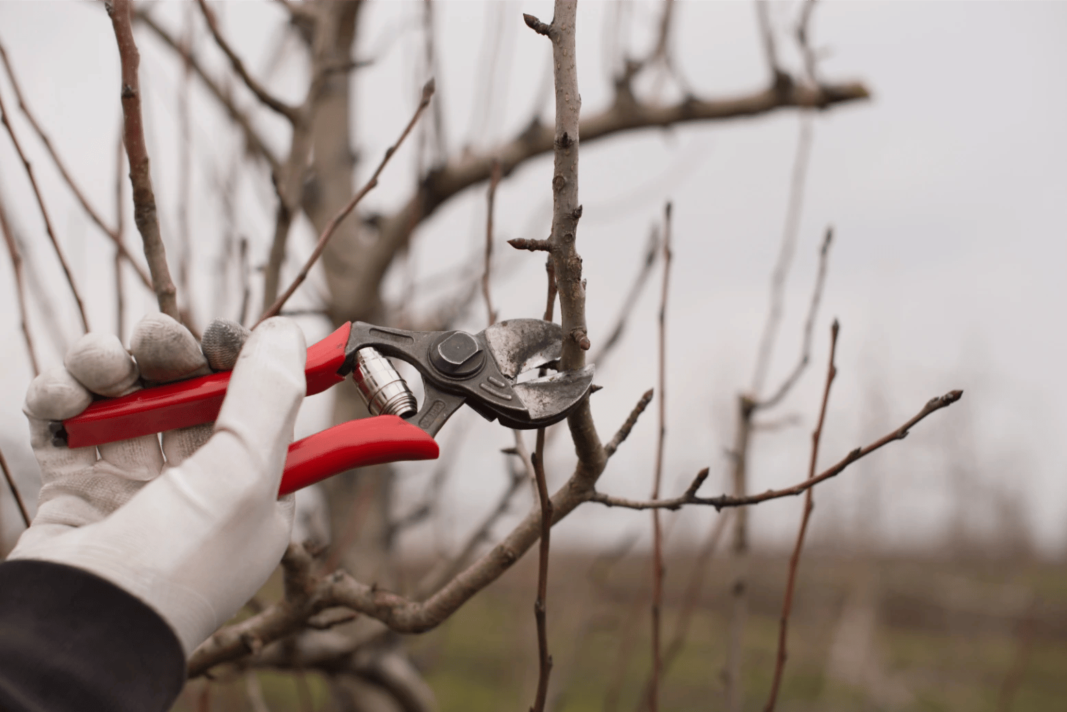 Taille d'arbres à proximité de Vétraz-Monthoux
