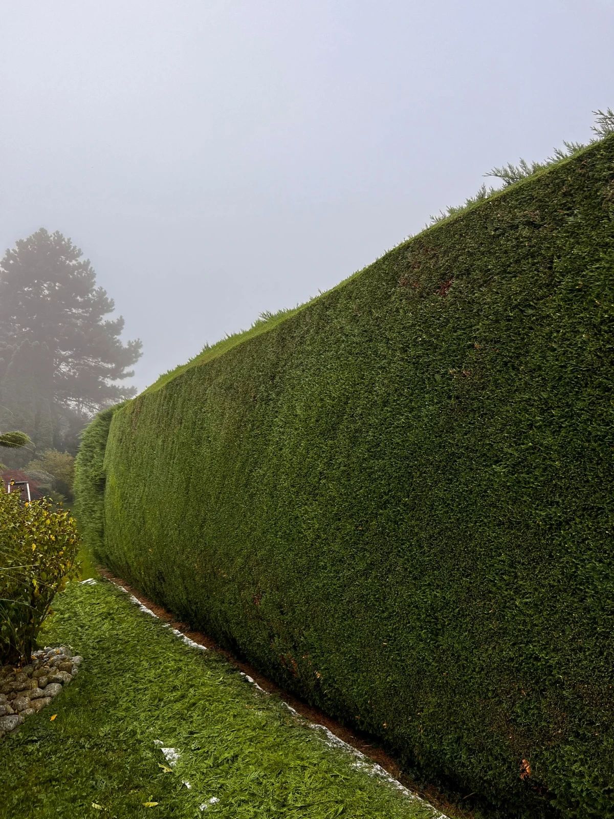 Taille d'une haie dans les environs d'Annemasse